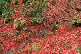 小川の周辺に落ちている紅葉